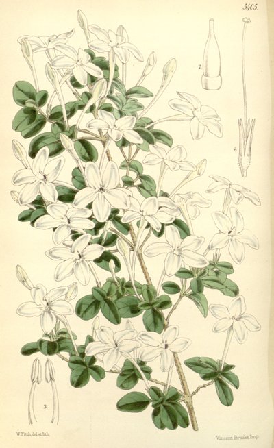 Pseuderanthemum Tuberculatum by Hooker f.